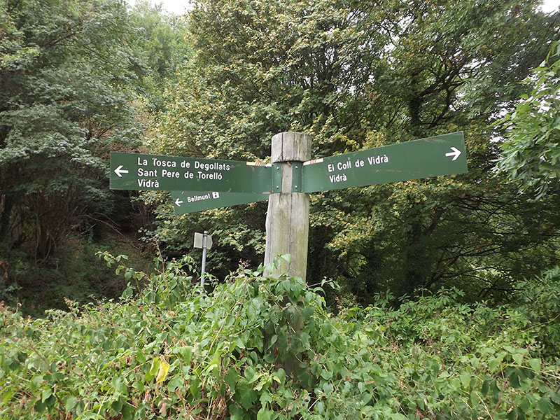 Sendero en un bosque  El contenido generado por IA puede ser incorrecto.